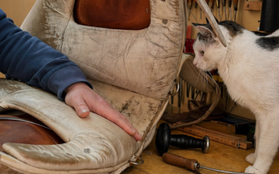 Katze der Spanischen Hofreitschule